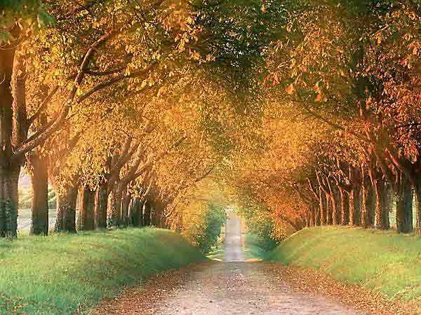 Autumn Road