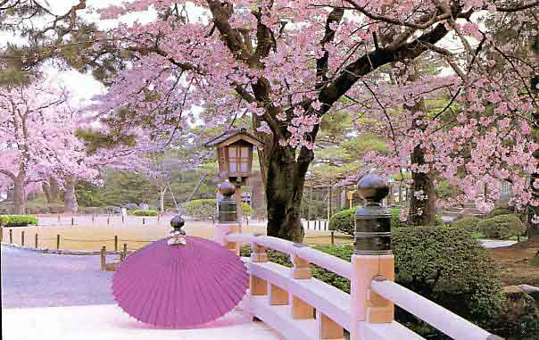 Cherry Blossoms