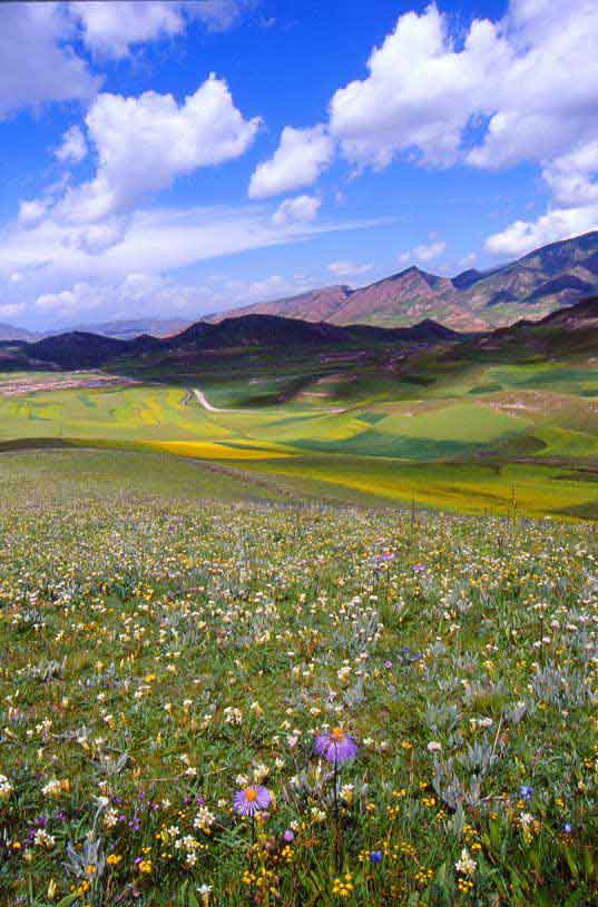 Fields