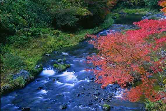 Flowered Stream