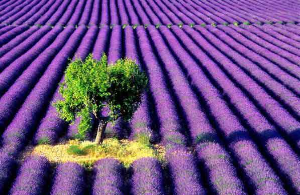 Lavender