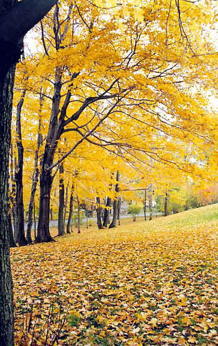Maples
