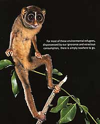 Lemur