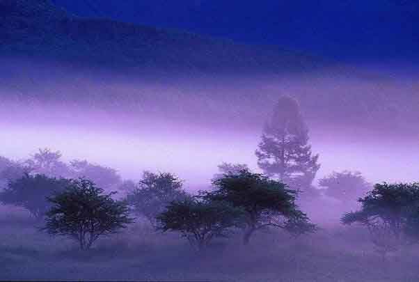 Purple Mist