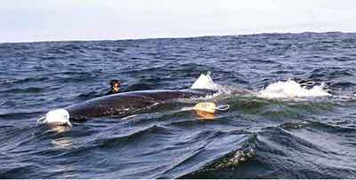 whale