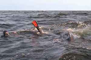 whale
