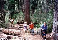 Hiking through a forest