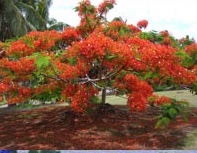 Flame Tree